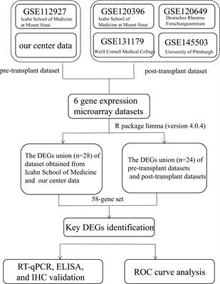 STXBP3 and GOT2 predict immunological activity in acute allograft rejection